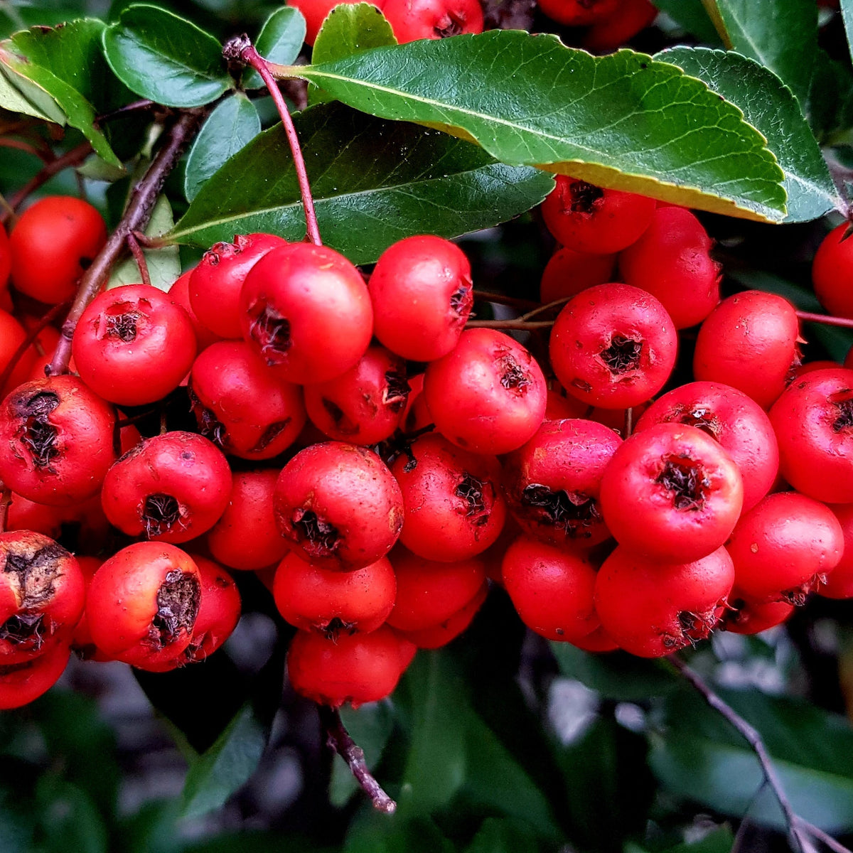 Pain Relieving Benefits of Wintergreen oil | Juicy Chemistry organic skincare