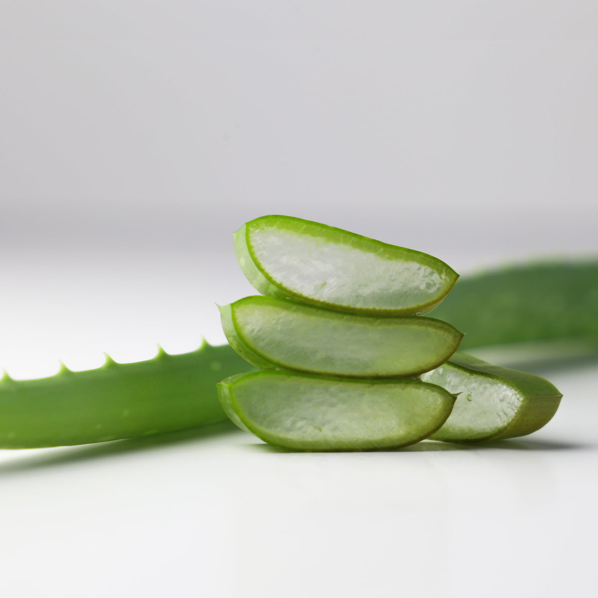 Aloe Vera – A Boon In Skin Care