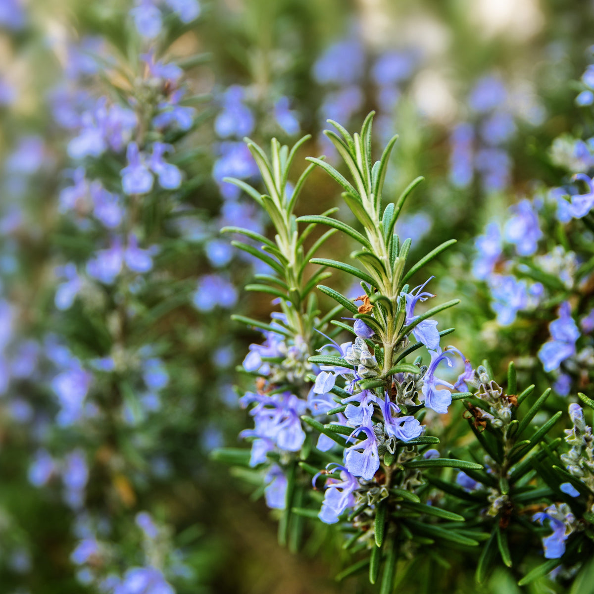 Rosemary Oil for Hair Growth | Juicy Chemistry organic skincare