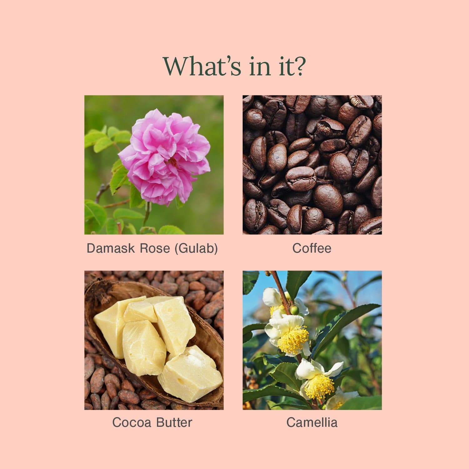 Organic Under Eye Repair Cream Fortified with Damask Rose + Coffee