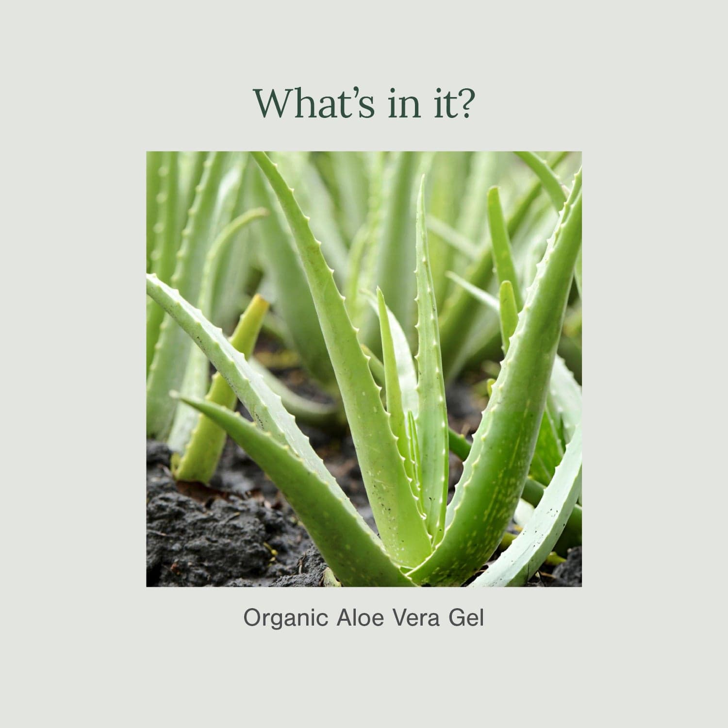 Pure and Certified Organic Gel Fortified with Aloe Vera