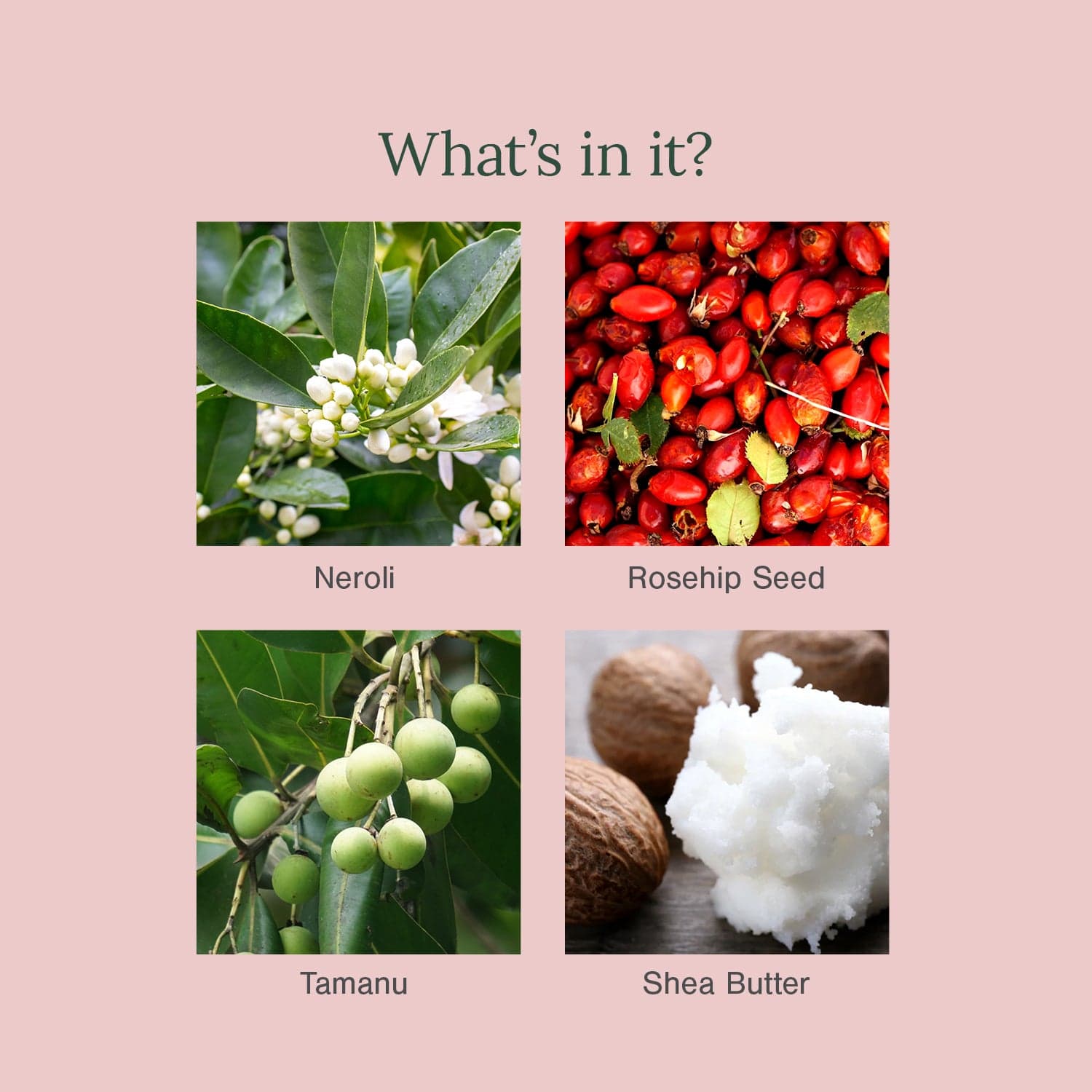 Neroli, Rosehip and Tamanu Body Butter