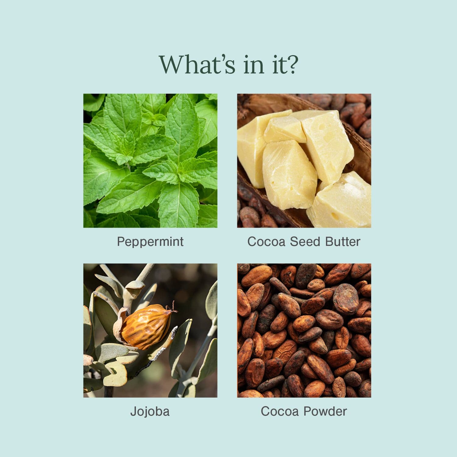 Organic Lip Balm Fortified with Peppermint + Chocolate