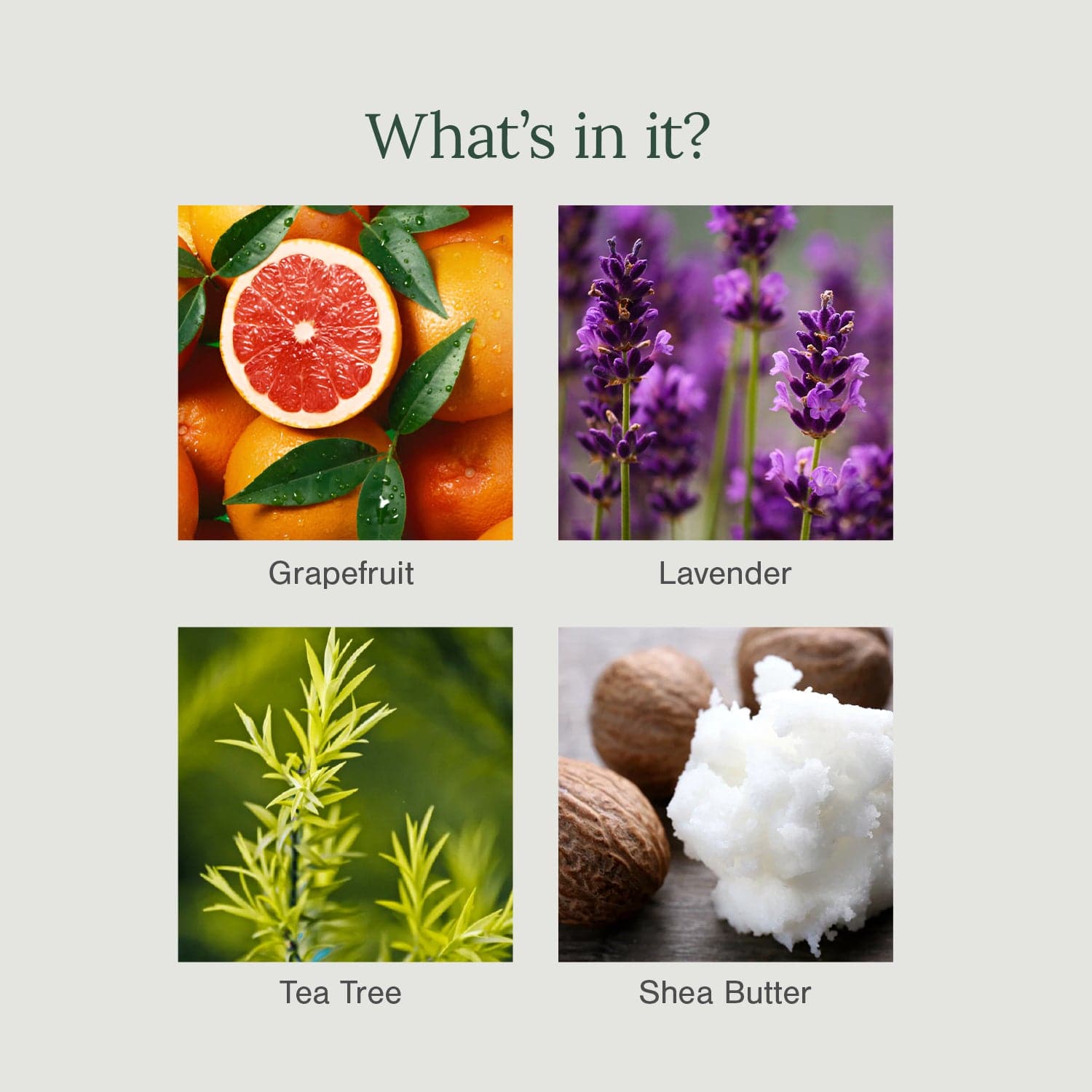 Organic Deodorant Cream Fortified with Grapefruit + Lavender