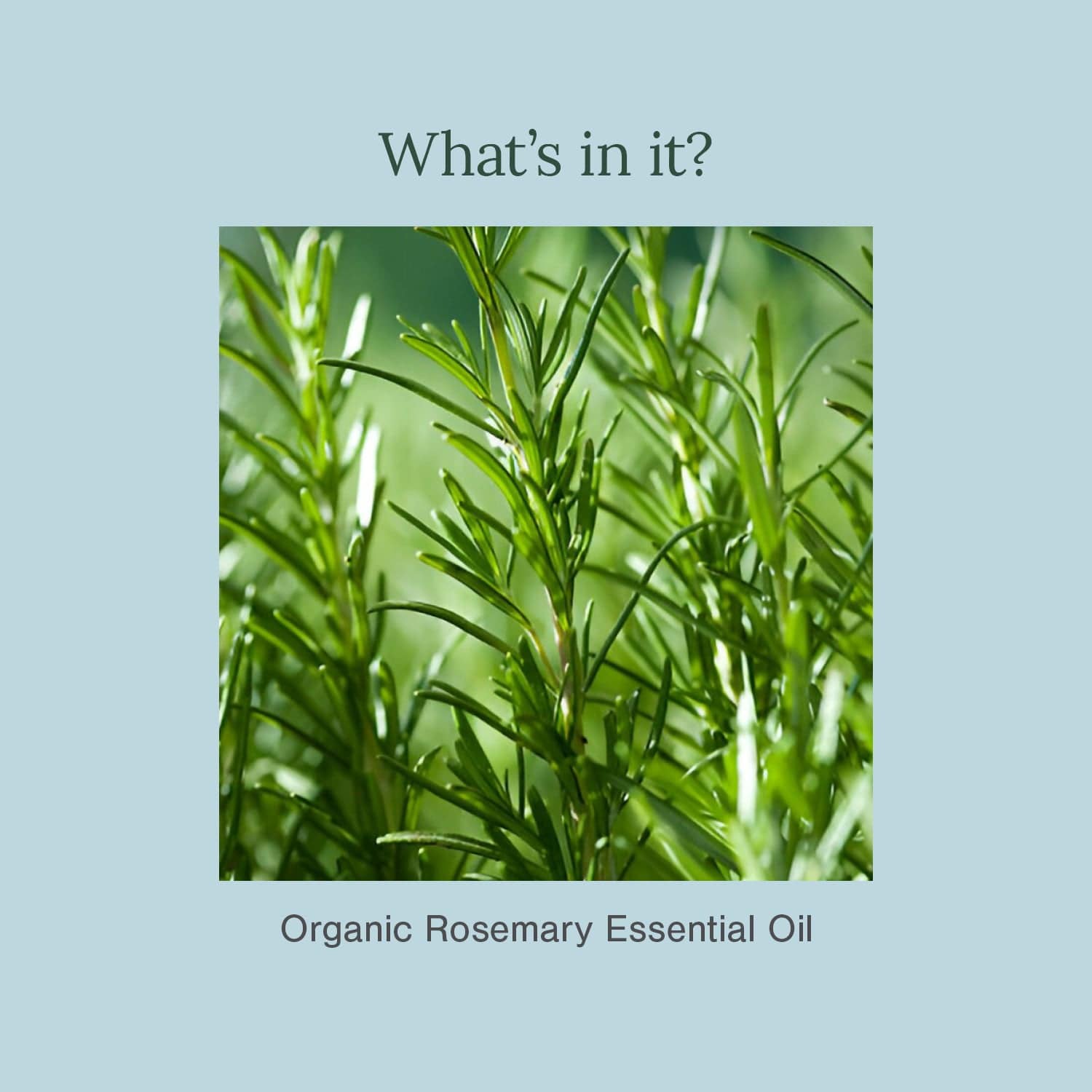 Organic Rosemary Essential Oil | Pure & Certified