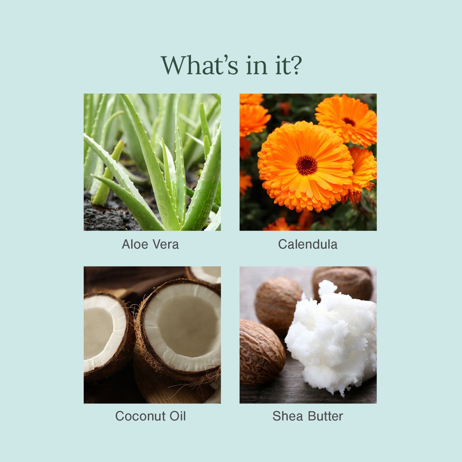 Aloe & Calendula