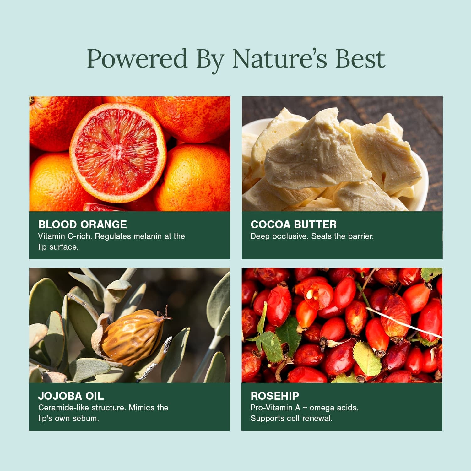 Organic Lip Balm Fortified with Blood Orange + Rosehip