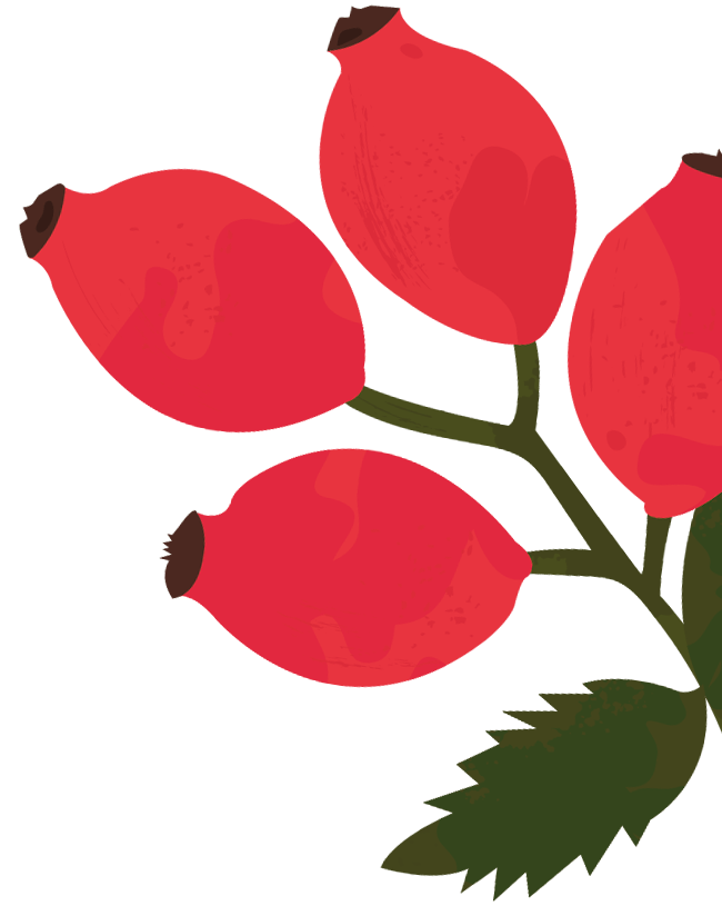 files/Rosehip-JC.png