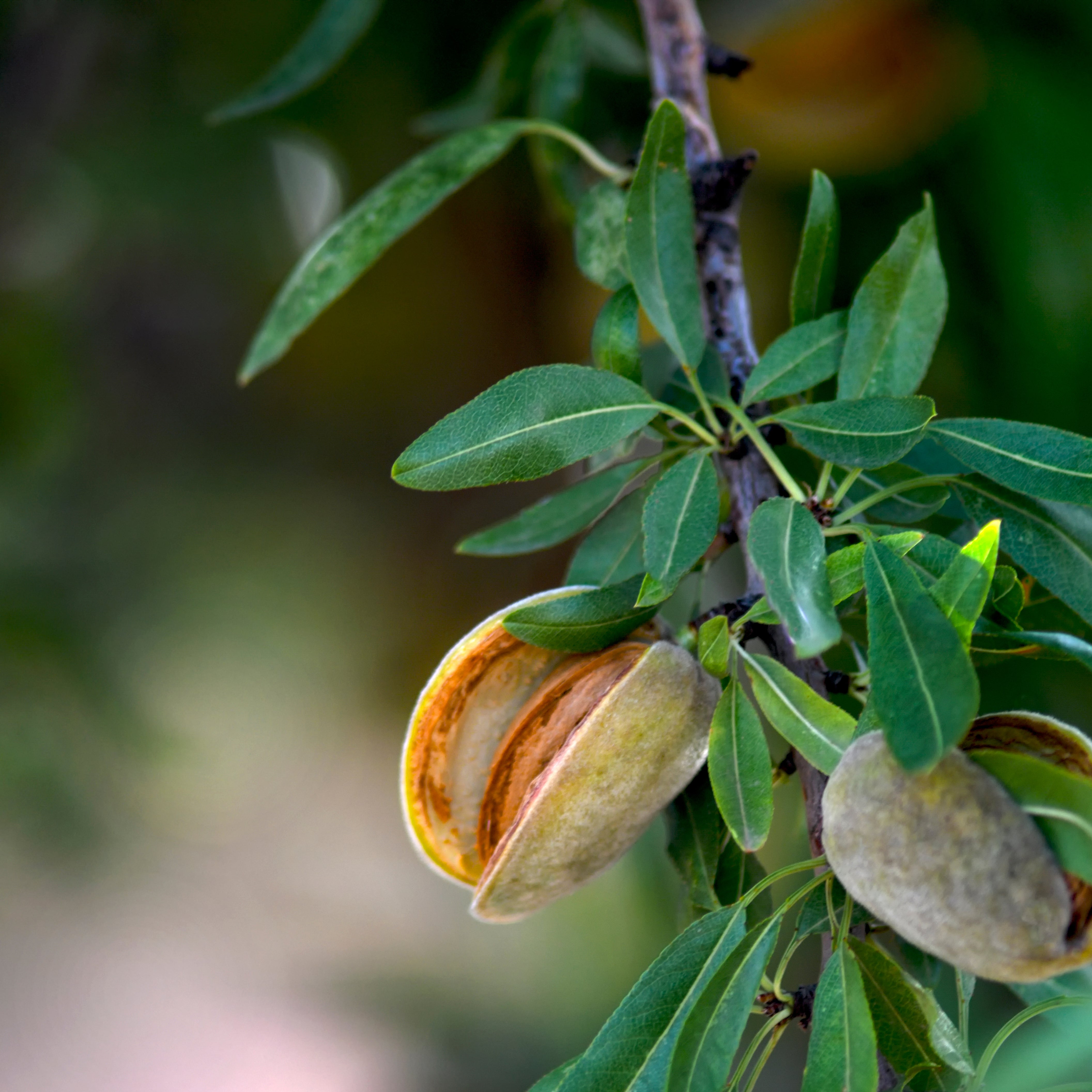Almond Oil for Dark Circles - How to Treat Dark Circles with Almond Oil