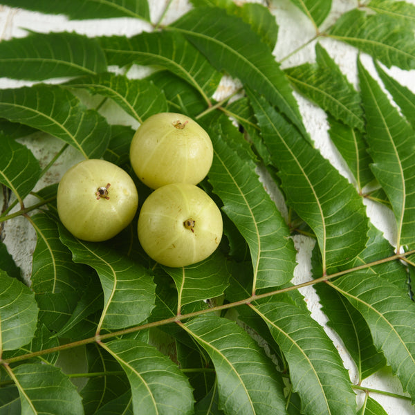 Benefits of Amla