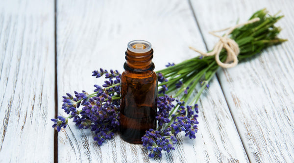 How Essential Lavender Oil Calms Both Mind and Body?
