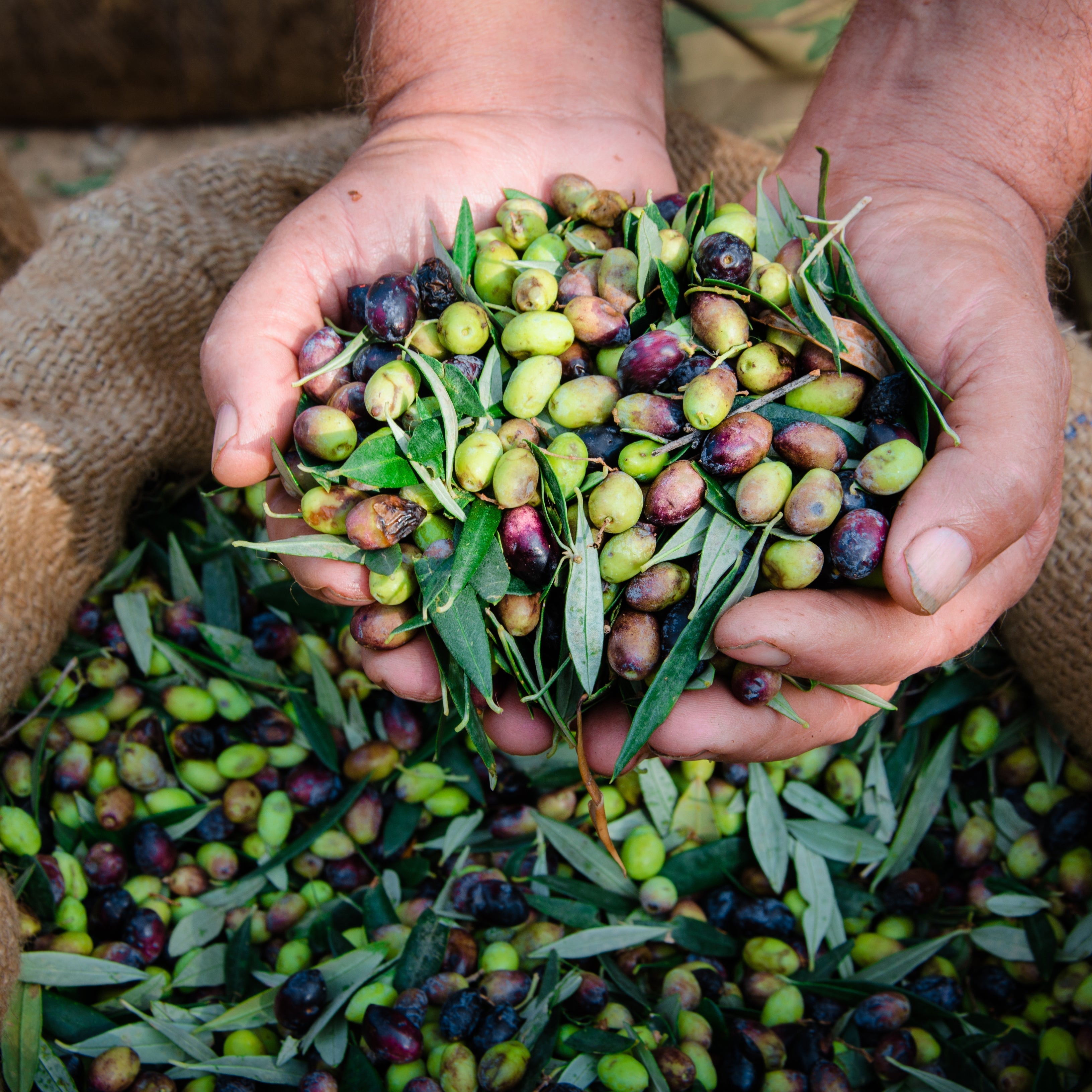 How To Use Olive Oil for Hair Care?