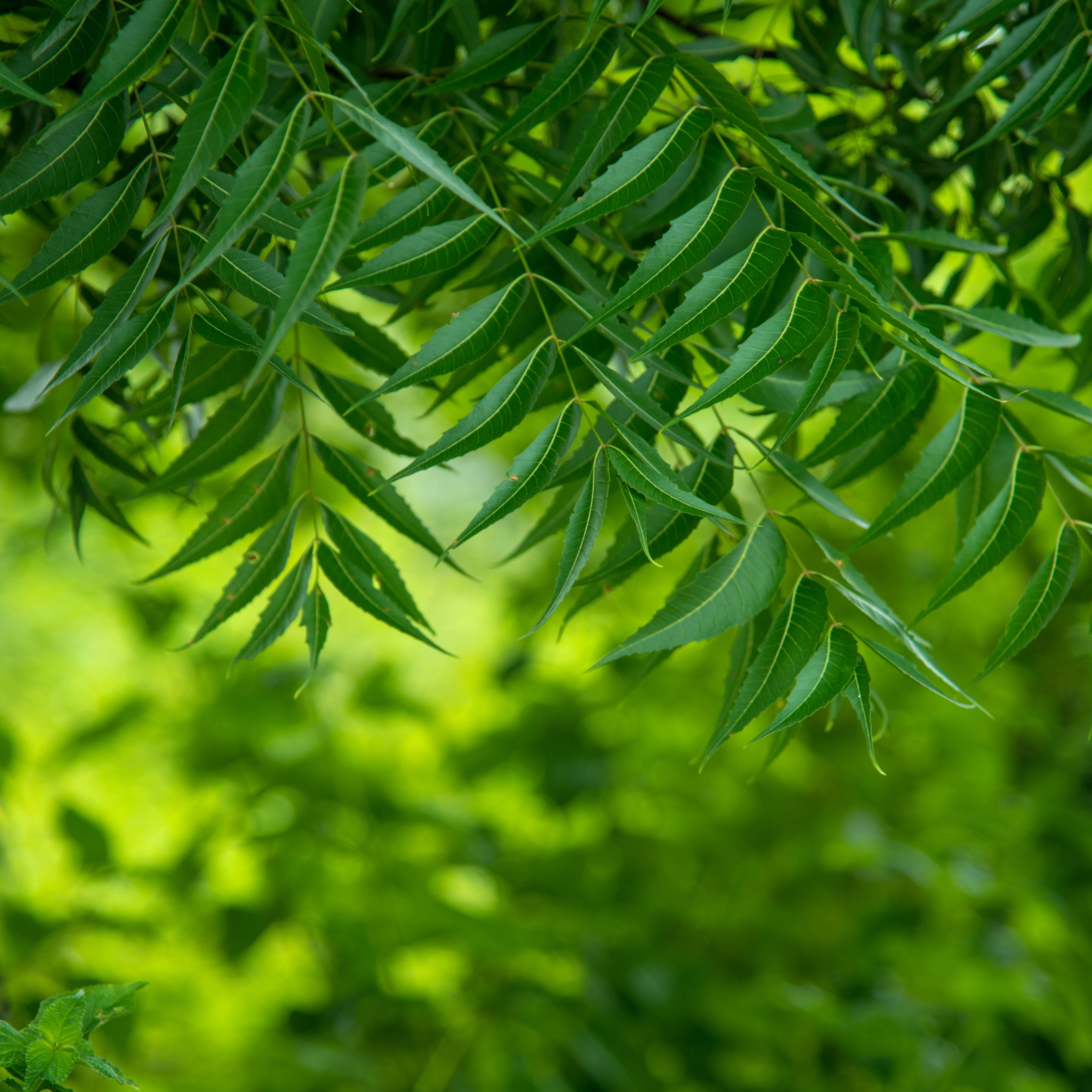 5 Top Benefits And Uses of Neem Oil for Hair