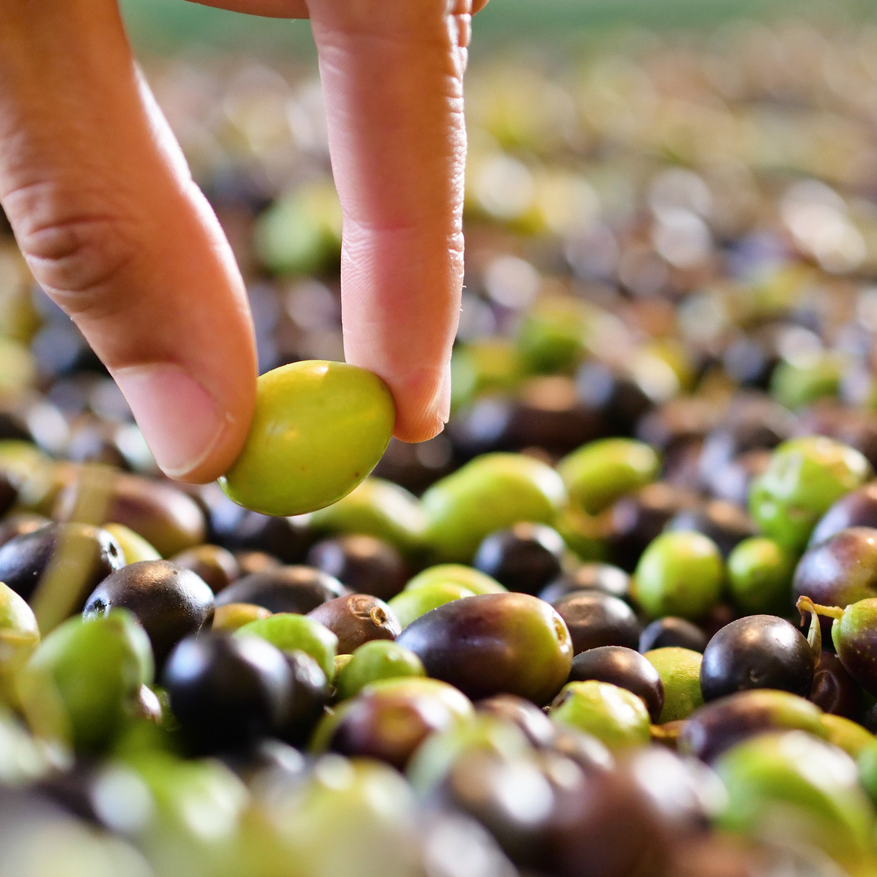 Say ‘Olive You Very Much’ to Your skin!