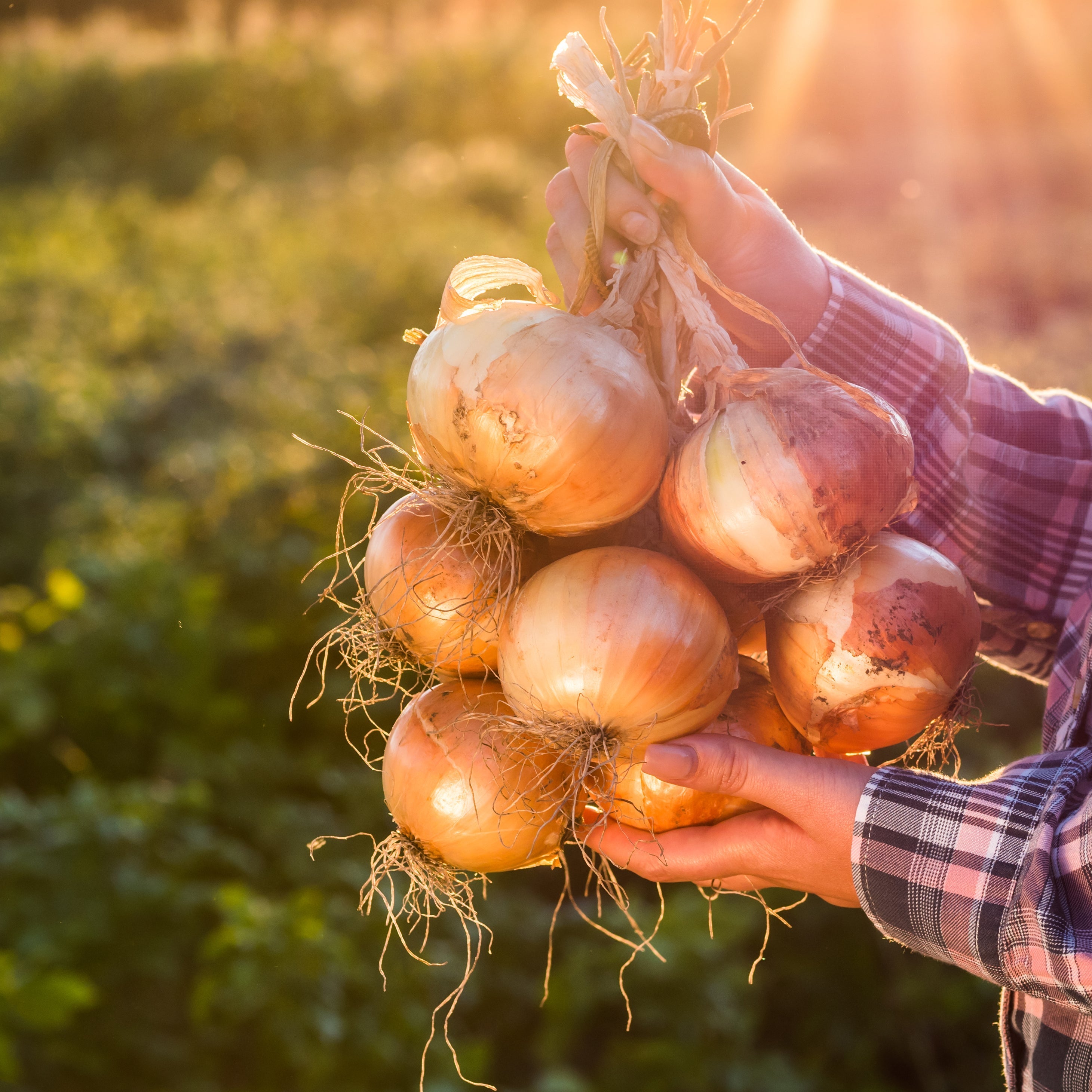 Onion Juice For Hair: Benefits And How To Use