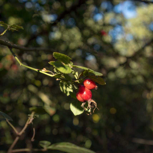 How To Use Rosehip Oil For Acne