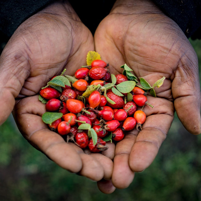 Bountiful Benefits of Rosehip Oil for hair!