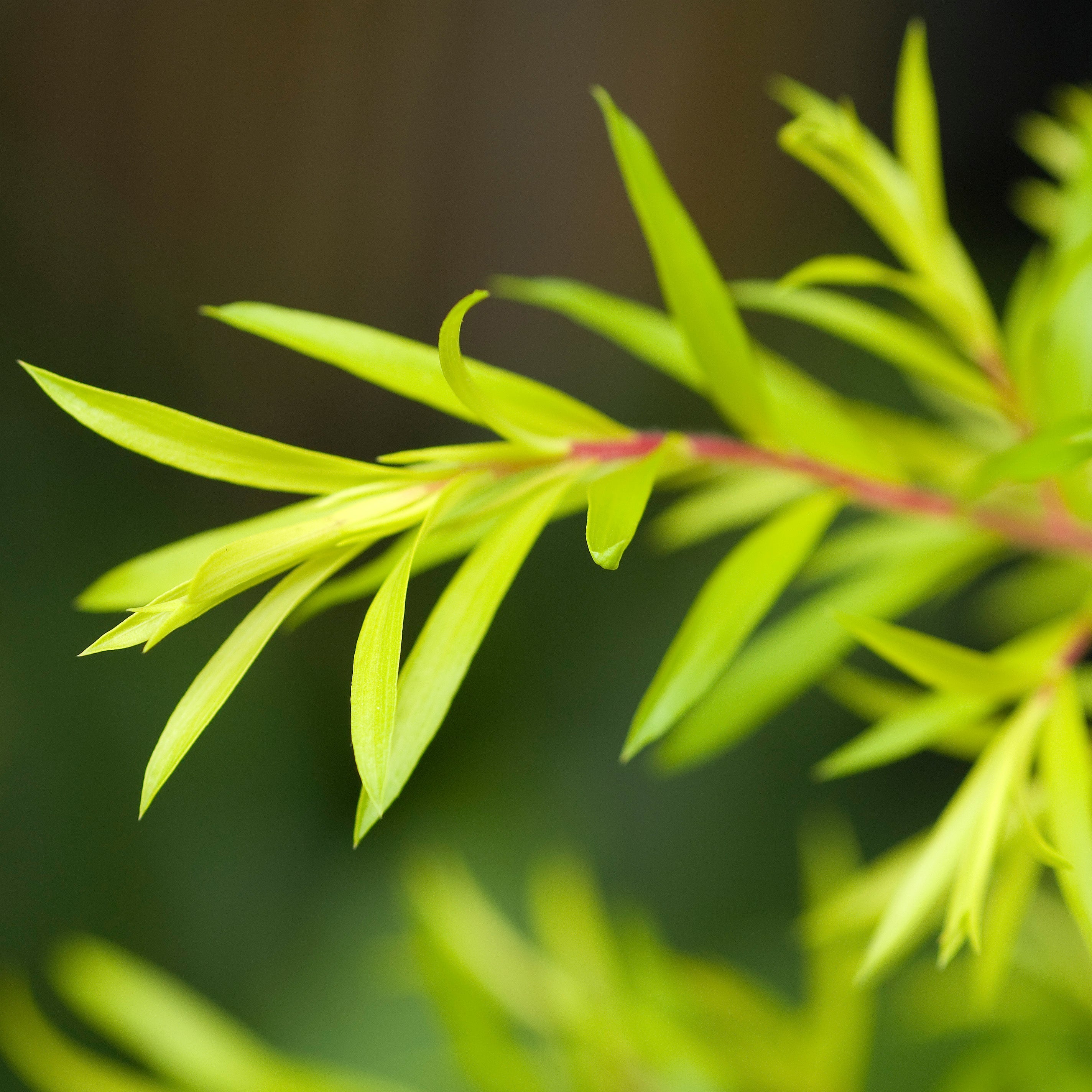 Tea Tree Oil Benefits & Uses