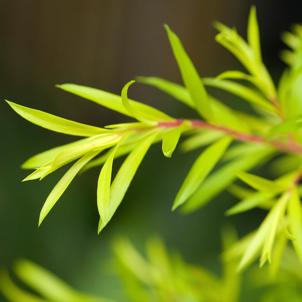 Tea Tree Oil Benefits & Uses