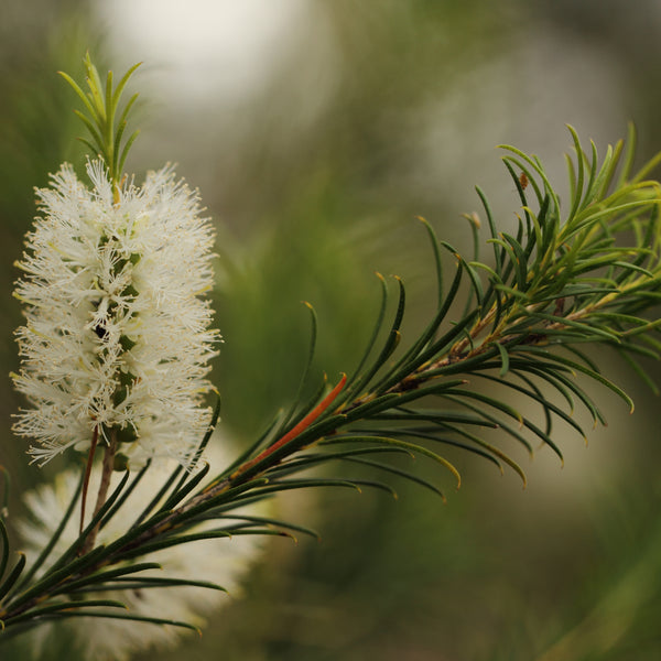 Tea Tree Oil For Hair: Benefits And How To Use
