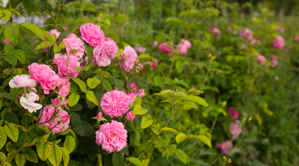 The Different Uses of Rose Water in Skincare From Toner to Makeup Remover - Juicy Chemistry