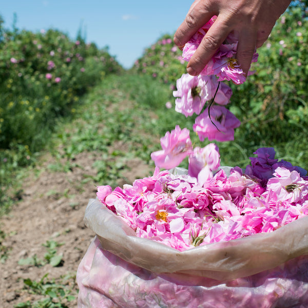 Best Rose Water Sourced From Bulgaria
