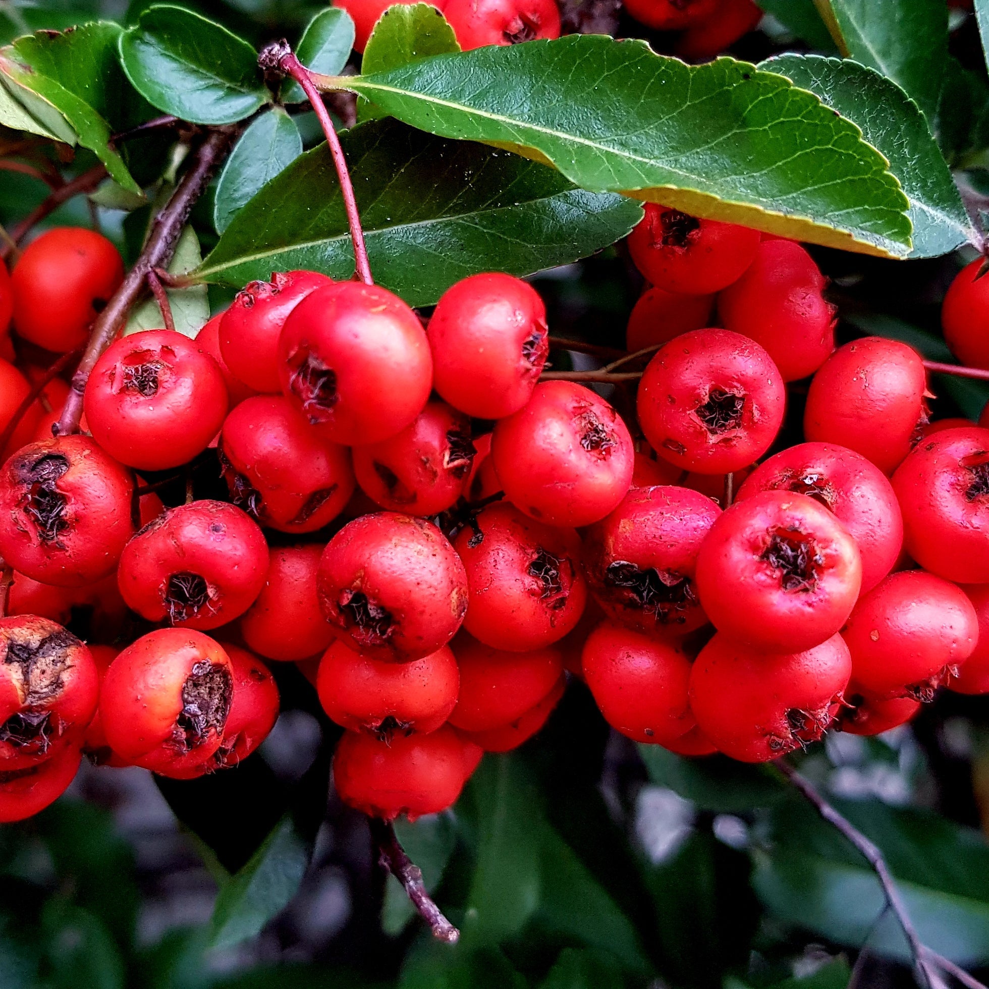 Pain Relieving Benefits of Wintergreen oil