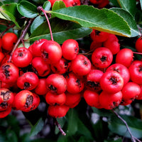 Pain Relieving Benefits of Wintergreen oil