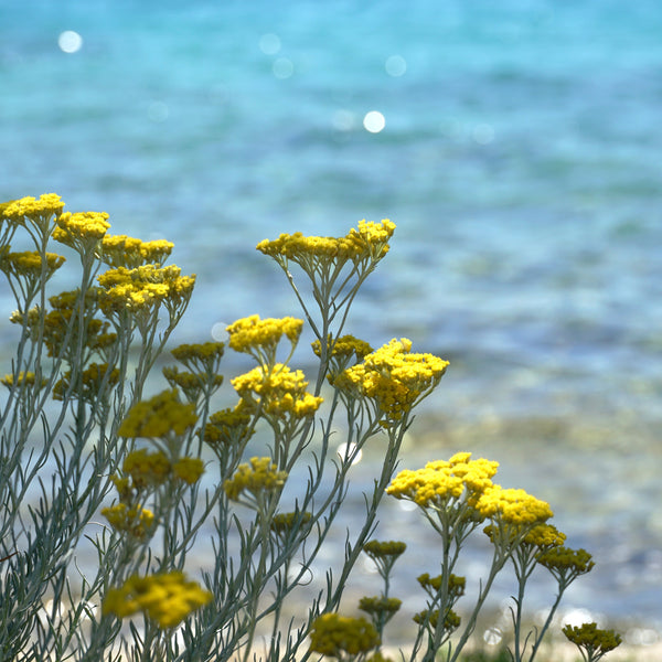 Uses And Benefits Of Helichrysum Essential Oil