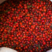 Rosehip Oil : Benefits, Forms, Uses And Side Effects