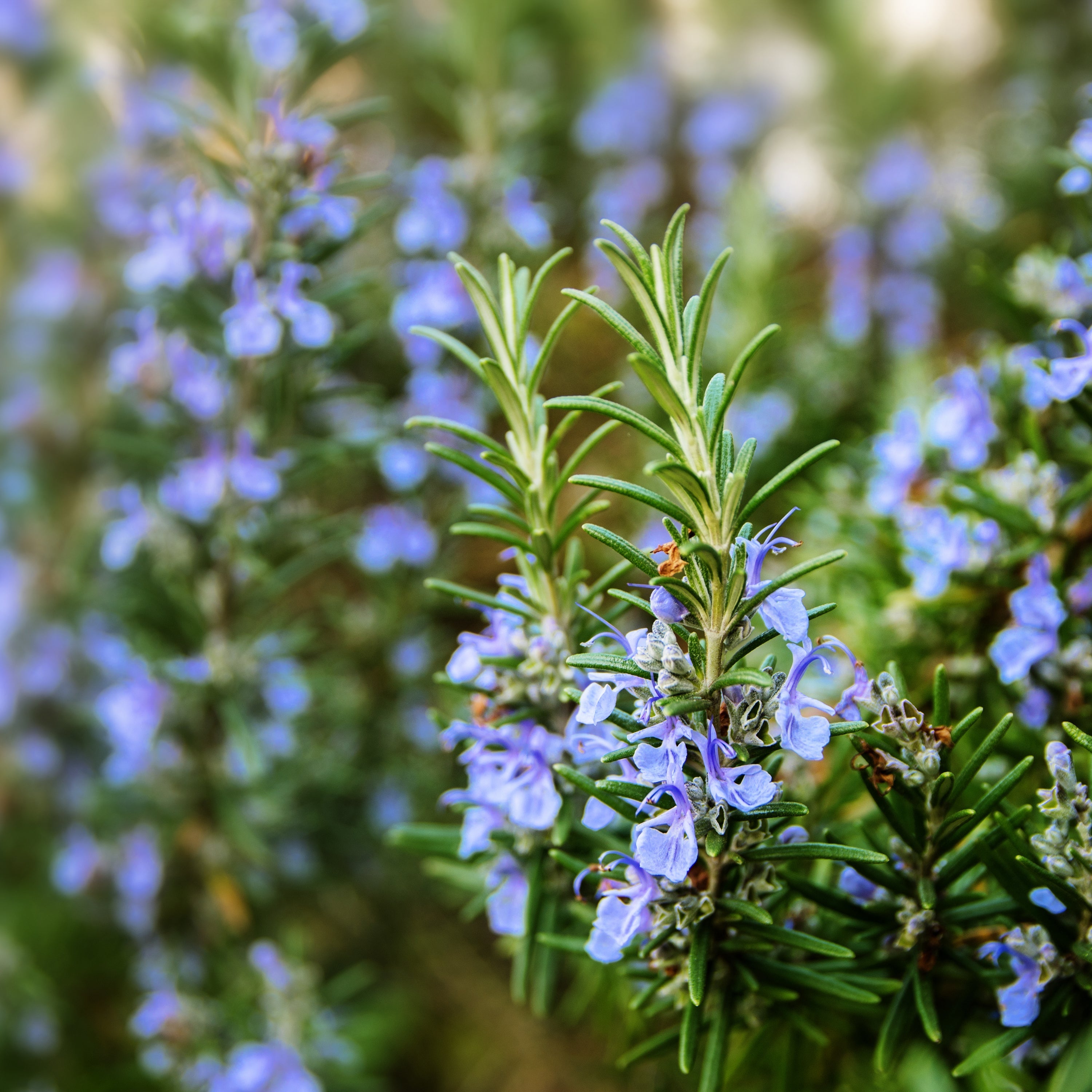 Rosemary Oil for Hair Growth: 2 Best Natural Remedies