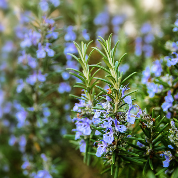 Rosemary Oil for Hair Growth: 2 Best Natural Remedies