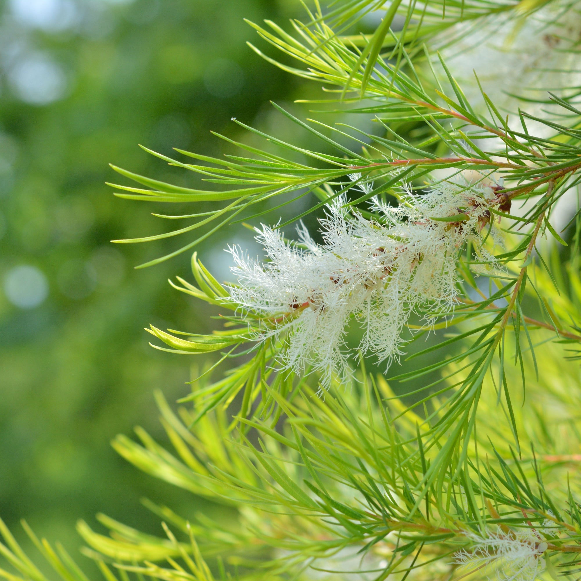 Tap the Myriad benefits of Tea Tree Essential Oil for Your skin