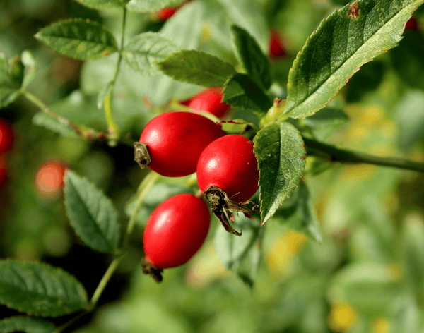 Rosehip