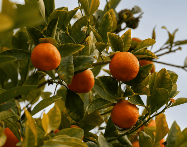 Blood Orange