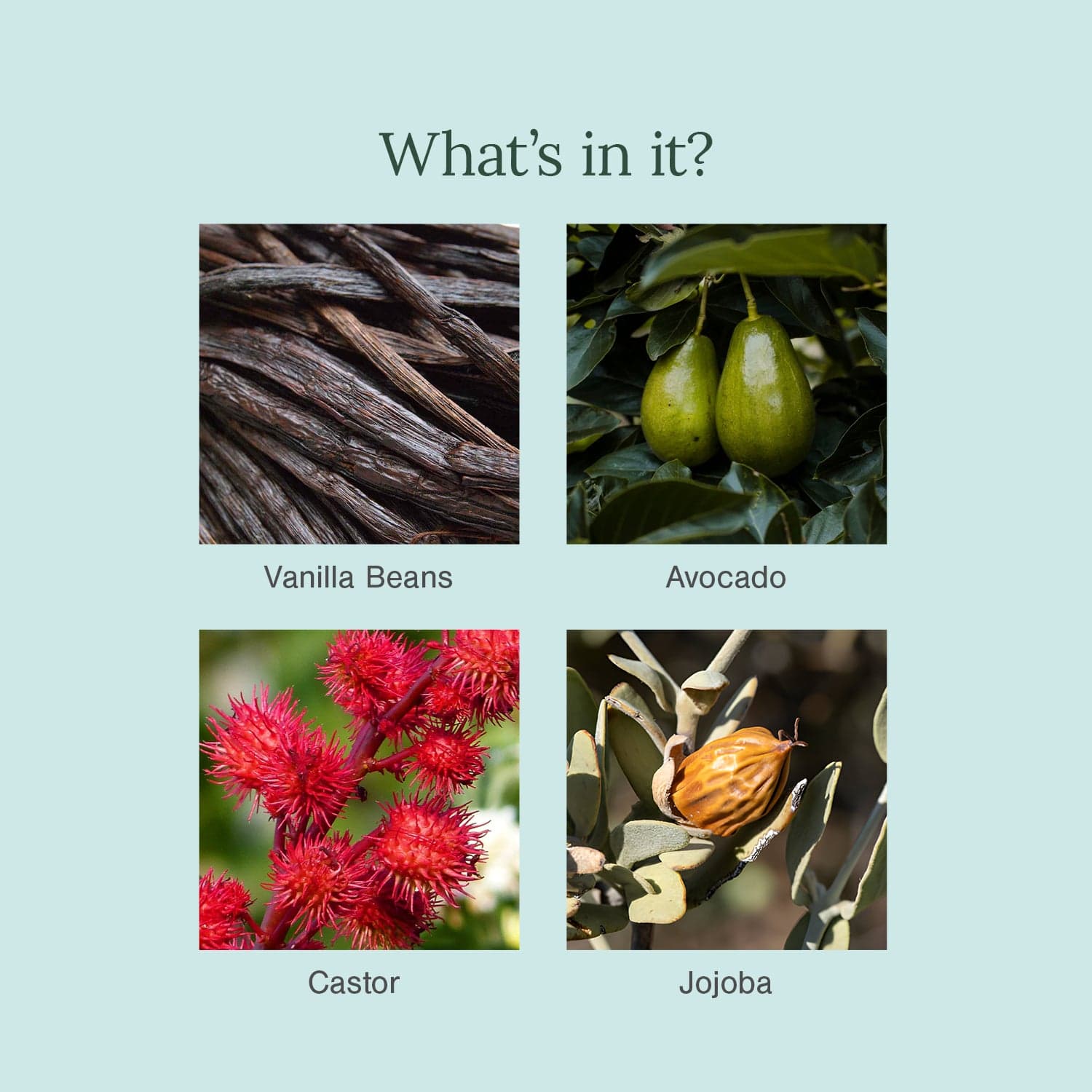 Organic Lip Balm Fortified with Vanilla Bean