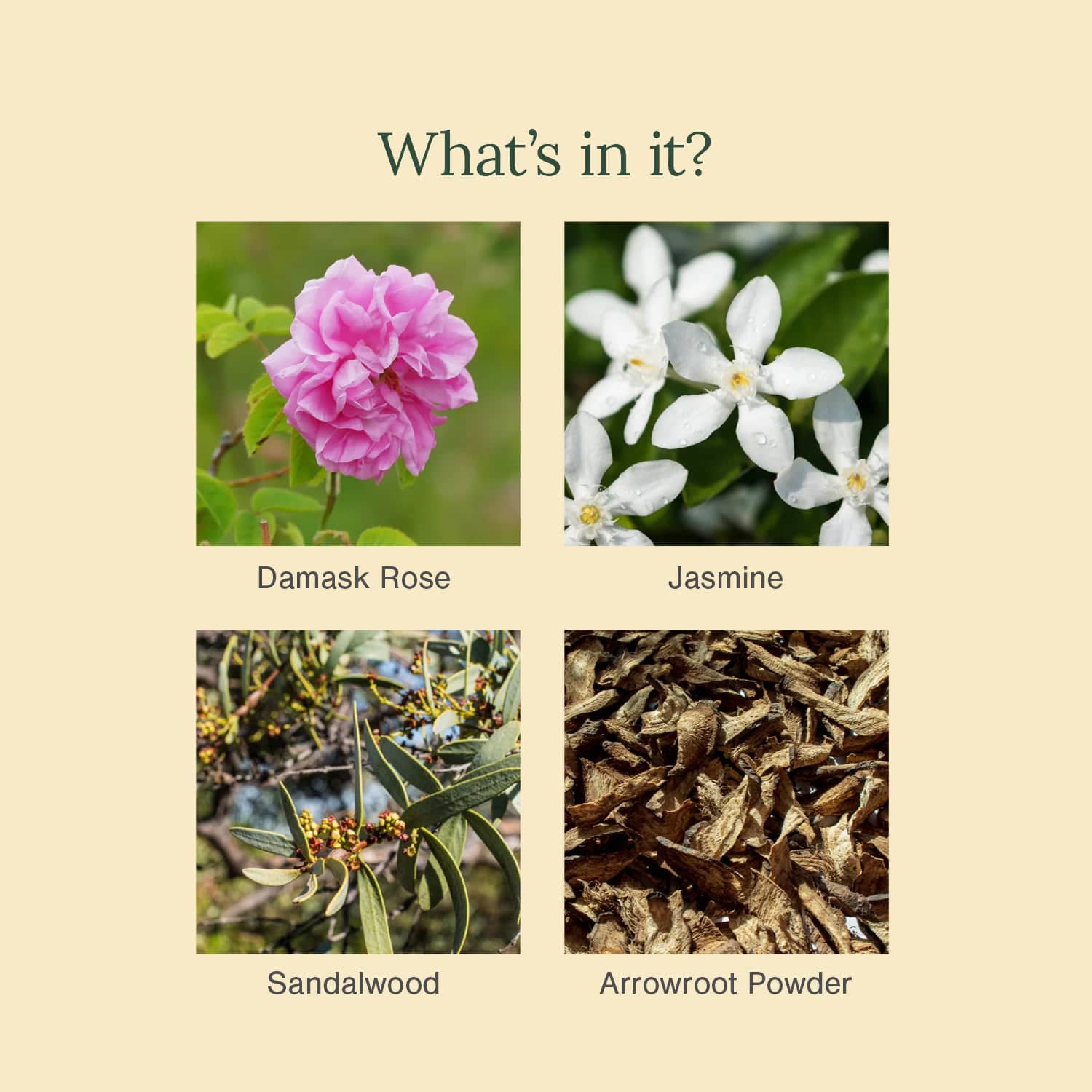 Organic Dusting Powder Fortified Damask Rose + Jasmine