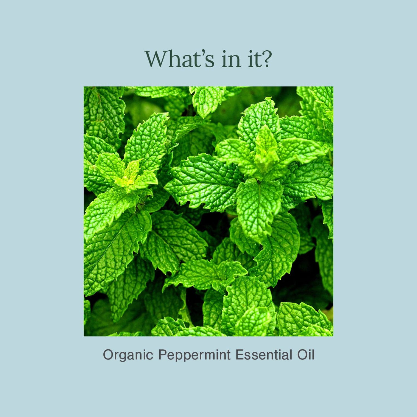 100% Pure & Organic Peppermint Essential Oil thumbnail 3