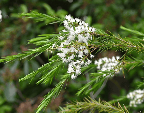 Tea Tree