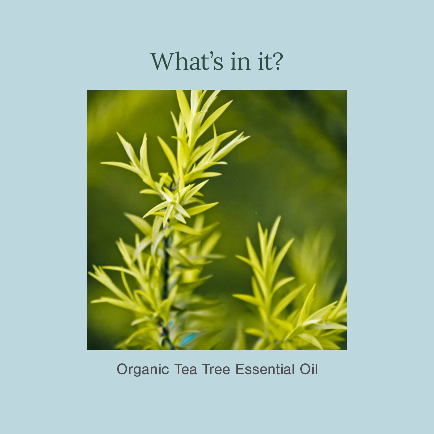 Tea Tree Essential Oil