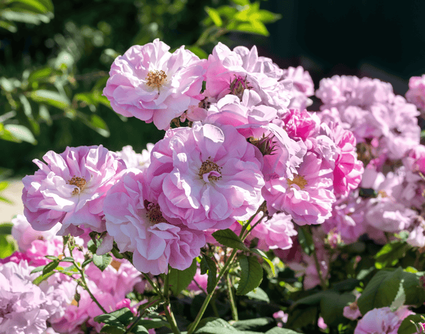 Damask Rose & Lavender