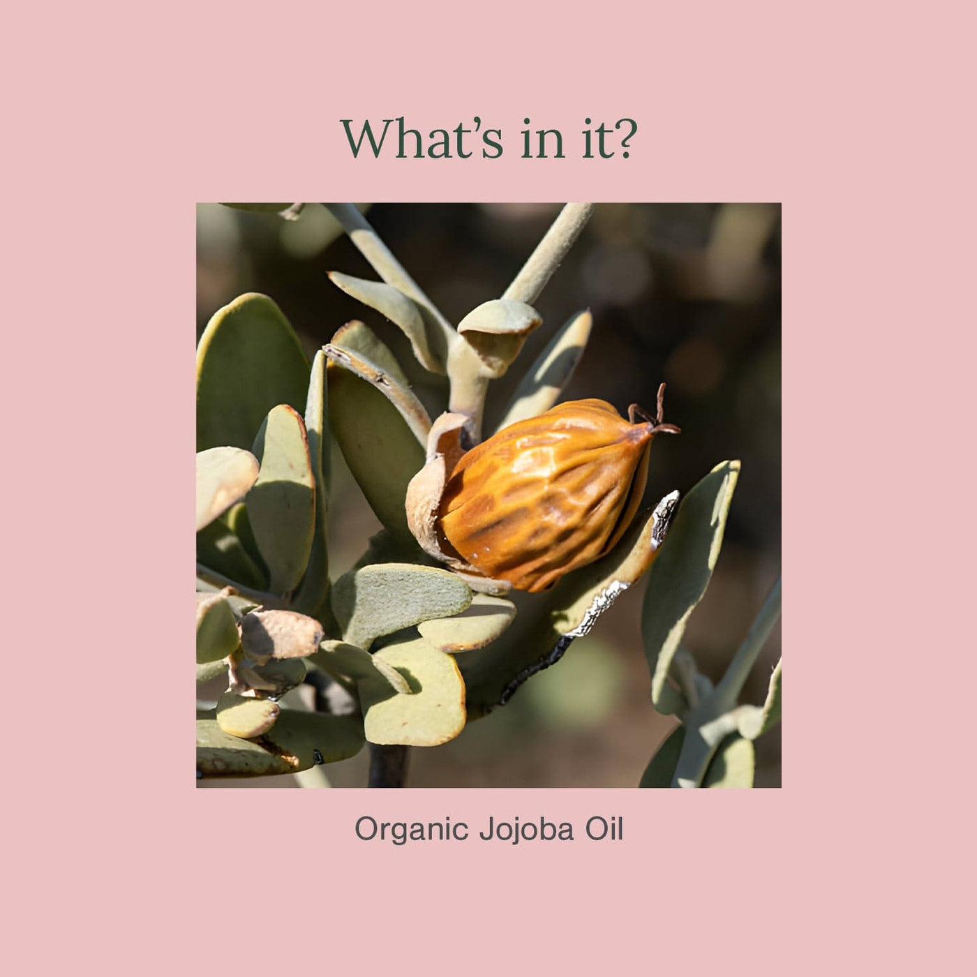 Organic Jojoba Oil thumbnail 4