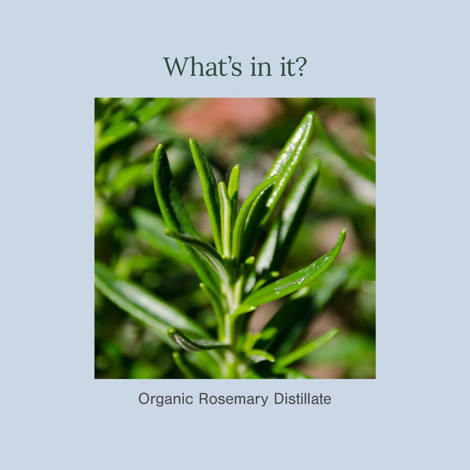 Organic Rosemary Water (Hydrosol)