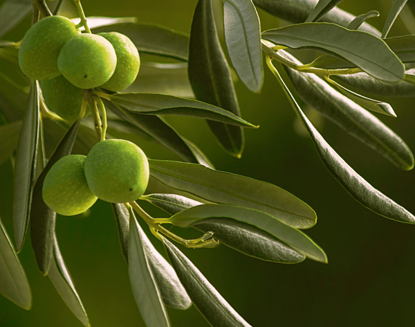 Olive Oil