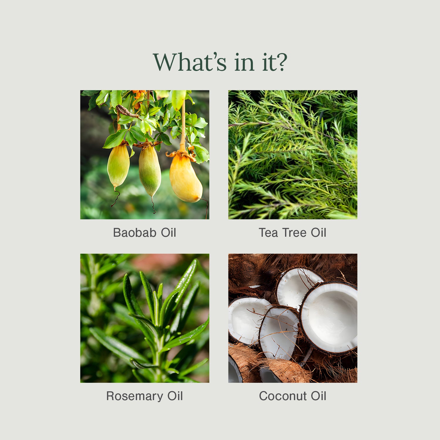 Baobab, Rosemary and Tea Tree Shampoo