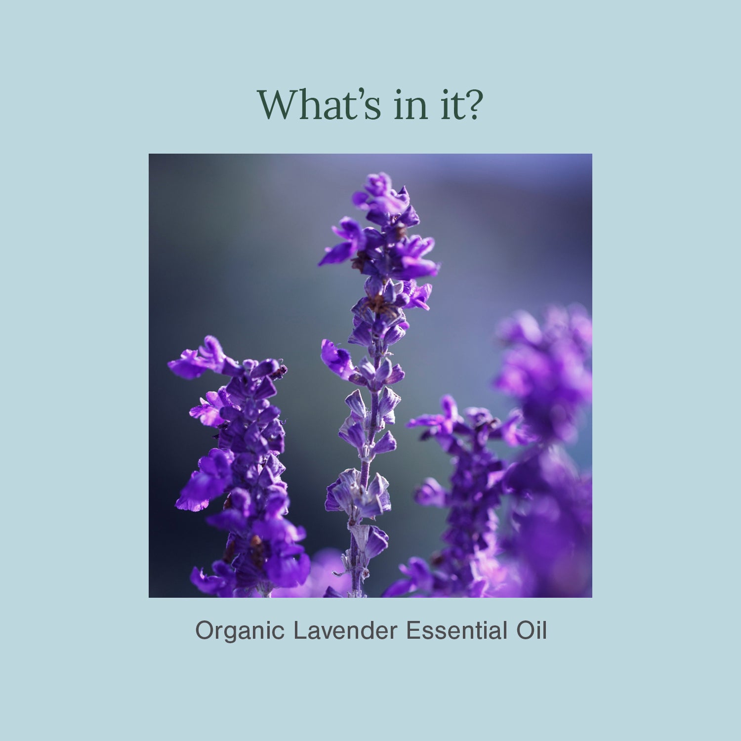 Certified Organic Lavender Essential Oil