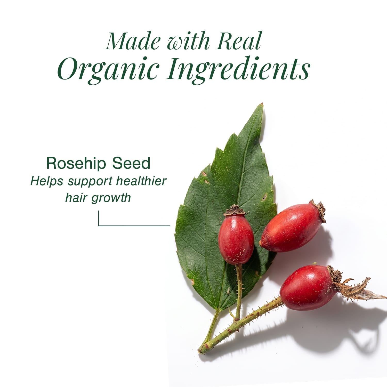 100% Pure & Organic Rosemary Essential Oil