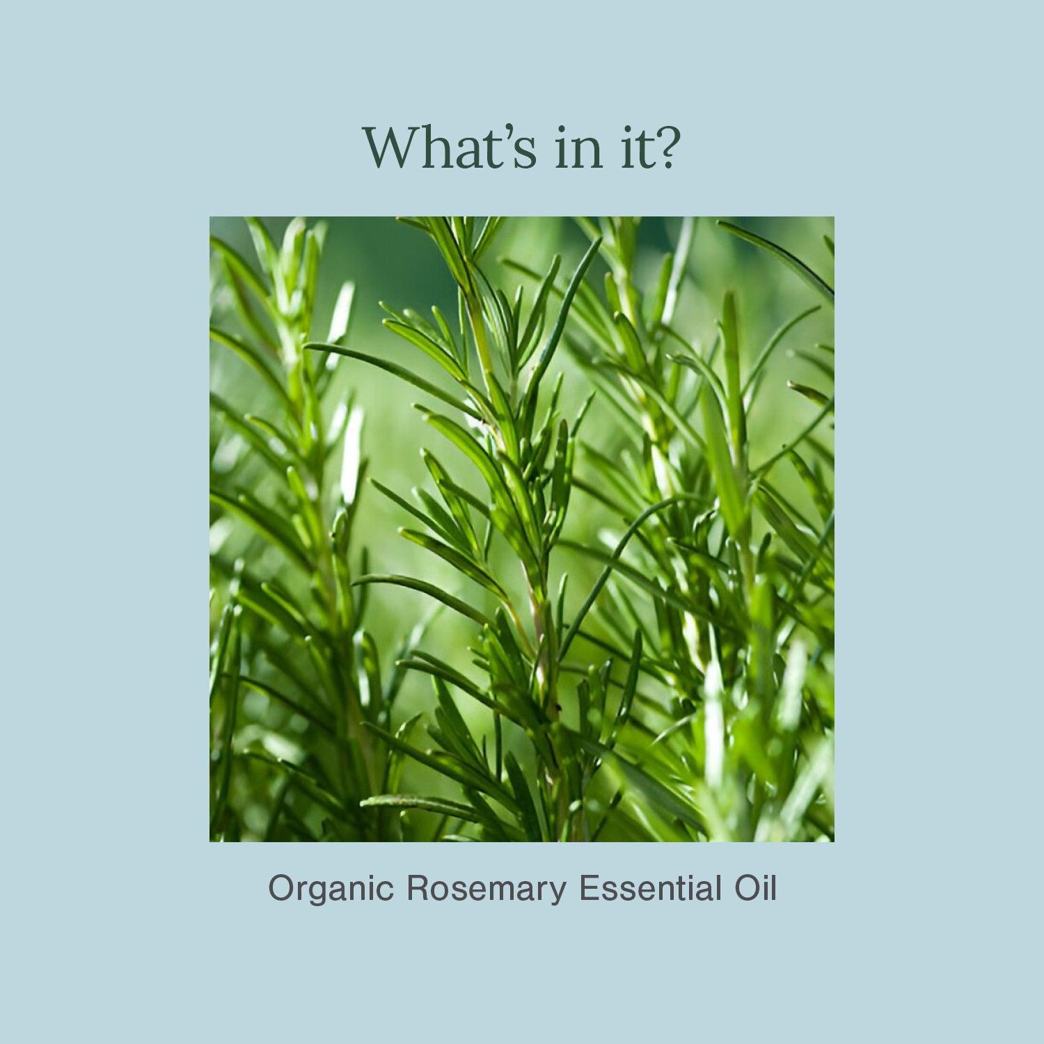 Certified Organic Rosemary Essential Oil..