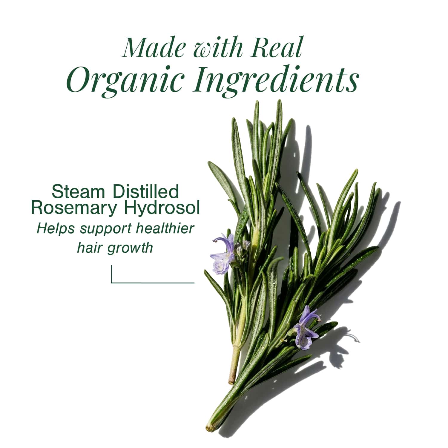 Organic Rosemary Water (Hydrosol)