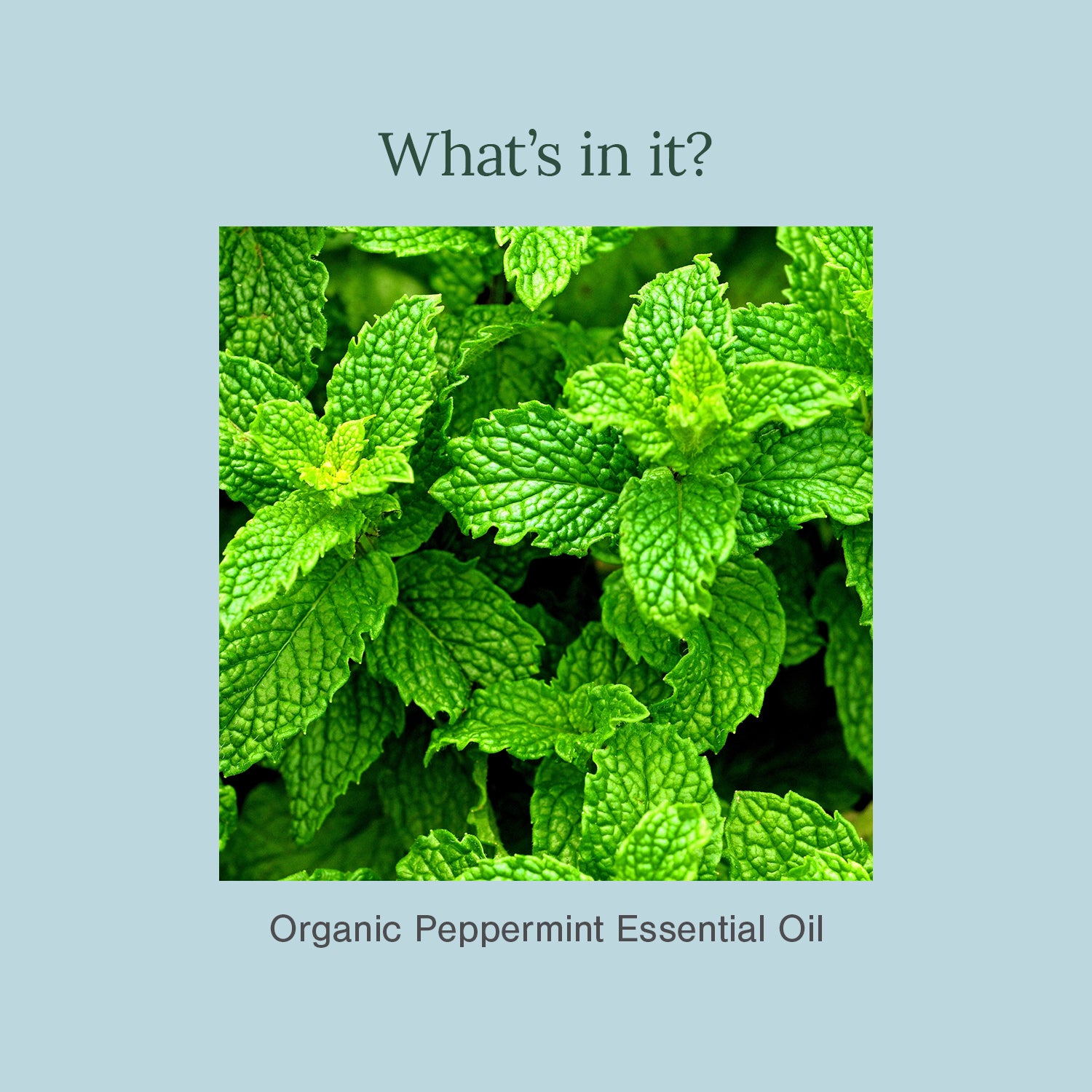 Peppermint Essential Oil..